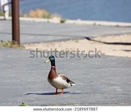 Close up view of a male mallard duck at Big Bear Lake in southern California.