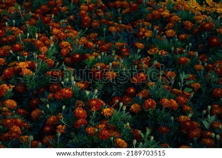 Vibrant yellow and orange marigolds. Field of blooming flowers. Natural floral background. Tagetes, Aztec, African Marigold, Asteraceae, Aster