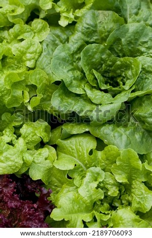 Lettuce plants - lactuca sativa in the vegetable garden - fresh salad leaves are growing on the veggie farm. They are great ingredient of the balanced diet.
