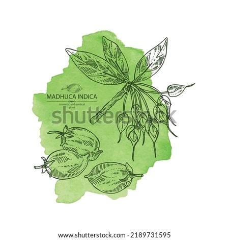 Watercolor background with madhuca indica: madhuca indica plant, leaves, flowers and madhuca indica fruits. Cosmetic, perfumery and medical plant. Vector hand drawn illustration