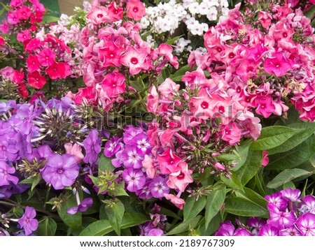 Beautiful flower gentle phlox, opened in the garden. Summer phloxes in sunny garden. Photo for greeting card, cover, flower shop, wedding bouquet, flower market, wedding invitation.