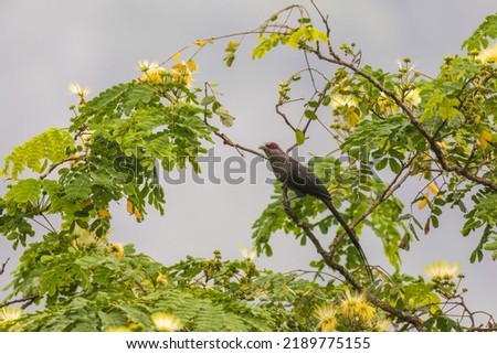 Green-billed malkoha (Phaenicophaeus tristis) at Rongton, Darjeeling, West Bengal, India Royalty-Free Stock Photo #2189775155