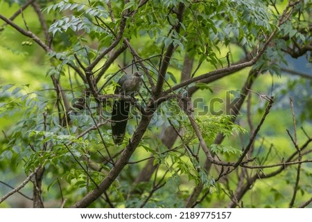 Green-billed malkoha (Phaenicophaeus tristis) at Rongton, Darjeeling, West Bengal, India Royalty-Free Stock Photo #2189775157