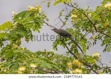 Green-billed malkoha (Phaenicophaeus tristis) at Rongton, Darjeeling, West Bengal, India Royalty-Free Stock Photo #2189775161