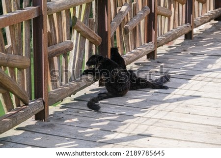 black macaque lemur in open zoo area. High quality photo