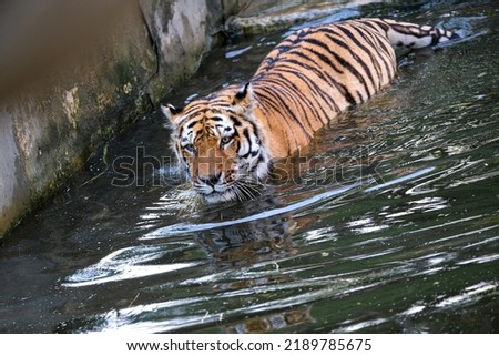 Panthera tigris altaica Siberian or Amur tiger in a large tub with water. High quality photo