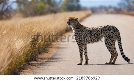 a cheetah on the road