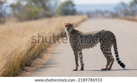 a cheetah on the road