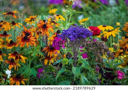 Blooming flower bed in the garden