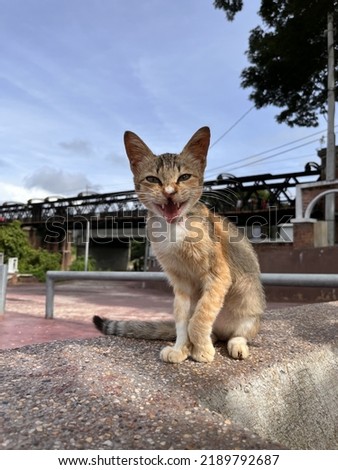 A street stray cat sit back to resting at the park. Homeless animals concept. 
