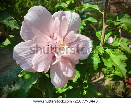 Hibiscus pink chiffon close-up on a garden background Royalty-Free Stock Photo #2189793443