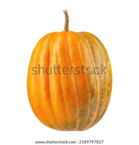 Pumpkin  isolated on white background. File contains clipping path.