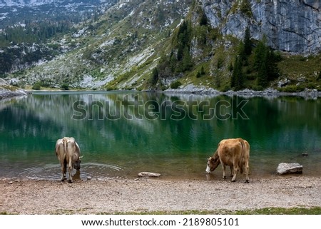 Dairy Cows on Pasture Drinking Water from Alpine Lake under Mount Krn in Slovenia