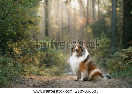 Collie, Scottish Shepherd dog in the autumn forest. Pet in leaf fall. Atmospheric photo in nature