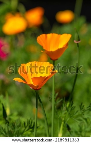 Orange flowers of a California golden poppy (eschscholzia californica)  Royalty-Free Stock Photo #2189811363