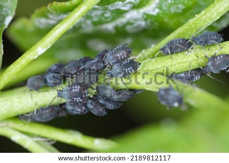 Ivy aphids (Aphis hederae) on tree ivy (Hedera helix).