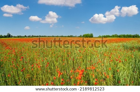 Beautiful ukrainian countryside spring landscape with wheat field and red poppy flowers, Ukraine, sunny day, blue sky with clouds.