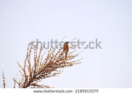 a beautiful bird in the tree