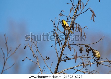 Eurasian siskins (spinus spinus) searching for food in a tree