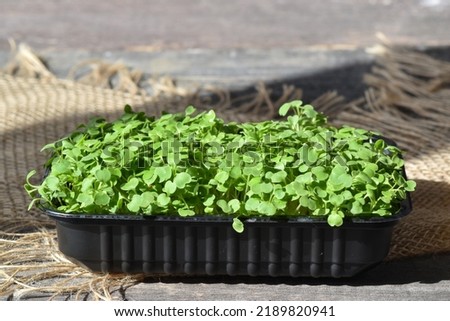Close-up of arugula on a wooden background. Cultivation of micro-green plants. Healthy food. Delivery of healthy food. A place to copy.
