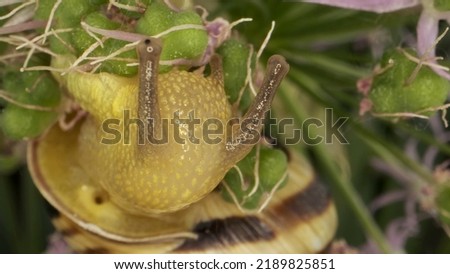 Close-up of Snail crawling on a Allium flower wild onion and eats it on background of green leaves.