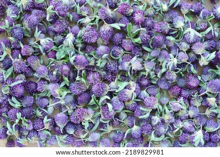 Clover. Herbal tea made from clover. Harvesting and drying of medicinal plants. Lots of clover flower heads, top view Royalty-Free Stock Photo #2189829981