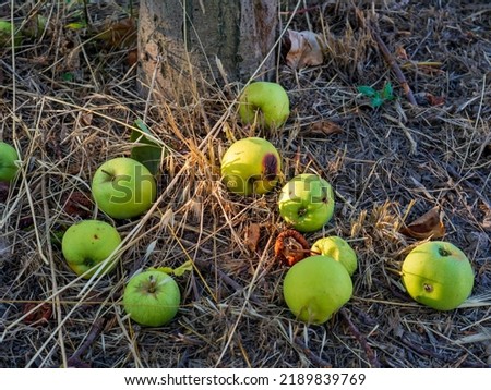 rotten apples under the apple tree Royalty-Free Stock Photo #2189839769