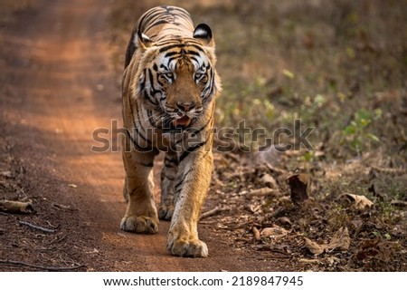 A strong fierce tiger walking straight toward the camera