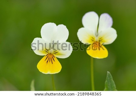 Field Pansy (Viola arvensis) flower blossoms closeup. Viola arvensis, two-color violet at wild. Wild violet Viola arvensis macro, with a wonderful blurred background. Royalty-Free Stock Photo #2189848365