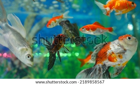 goldfish swimming in the aquarium with clear water, looks very beautiful