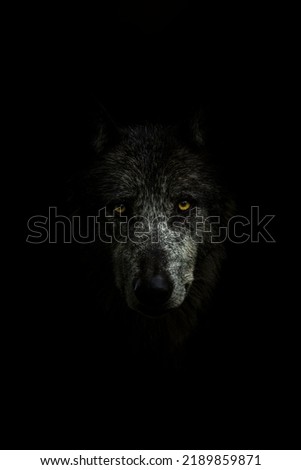 A face of a gray wolf in darkness
