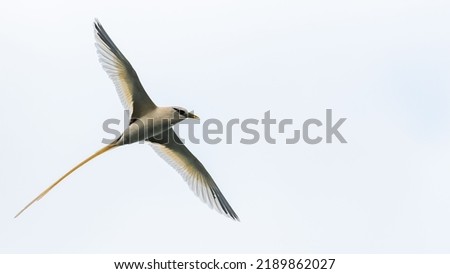 white-tailed tropicbird, Phaethon lepturus, a beautiful bird flying Royalty-Free Stock Photo #2189862027