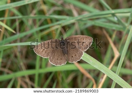 detailed close-up of a Ringlet butterfly (Aphantopus hyperantus)