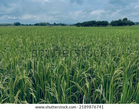 Rice field (Mature grain stage) in Thailand background.