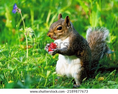 A cute squirrel eating a strawberry