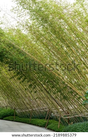 Leisure trail in the park planted with bamboo