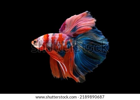 Multi-colored betta fish, siamese fighting fish, isolated on black background.