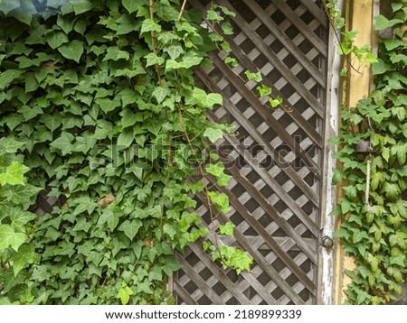 Ivy and screen door entrance