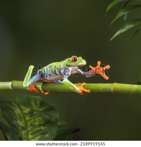 Agalychnis callidryas, or better known as the red-eyed tree frog, is an arboreal hylid native to Neotropical rainforests where it ranges from Mexico, through Central America, to Colombia. 