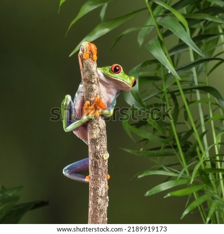 Agalychnis callidryas, or better known as the red-eyed tree frog, is an arboreal hylid native to Neotropical rainforests where it ranges from Mexico, through Central America, to Colombia. 
