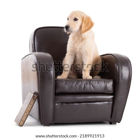 Young Golden Retriever on sofa in white background studio