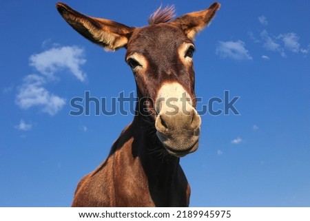 Portrait of funny brown cartoon like donkey Royalty-Free Stock Photo #2189945975