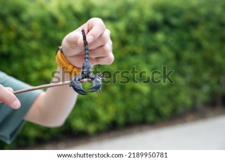 Cropped shot of someone hand holding a corpse of dead scorpion. During periods of hot weather, scorpions may move into living areas to escape the high temperatures in attics. Royalty-Free Stock Photo #2189950781