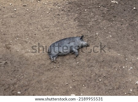 Wild lazy boar sleeps in the mud. Dirty pig. Forest animal mammal. Wildlife, fauna and zoo. Photo top view