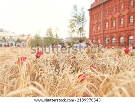 Selective focus rye field on urban background. Ears of rye background. Summer street decoration. Annual Flower Jam Festival, Manezhnaya Square, Moscow. Fusion of village and city. Tropical summer.