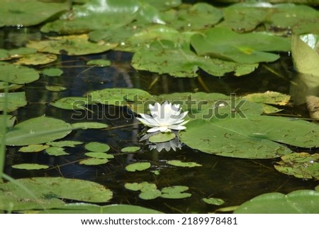 White water lily flower floating in Minnesota lake. 