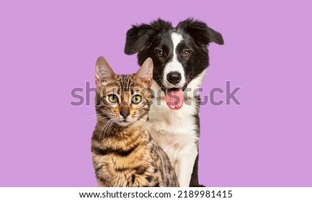 Brown bengal cat and a border collie dog panting with happy expression together on violet background, looking at the camera