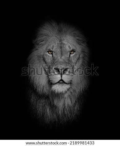 Black and white Portrait of a Male adult lion looking at the camera, Panthera leo