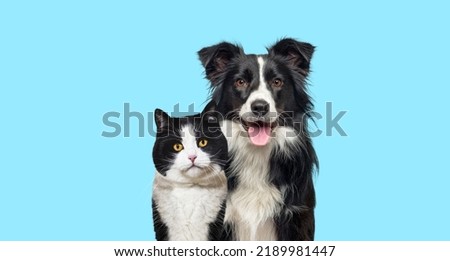 Black and white mixed-breed Cat and an Happy Border Collie dog panting on blue background