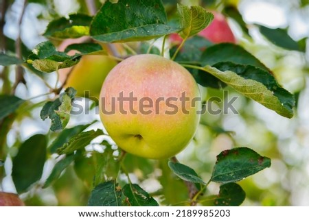 Big apples on trees in the orchard. Autumn seasonal harvest. red ripe apples on a branch in the garden. Organic farming, gardening. Royalty-Free Stock Photo #2189985203